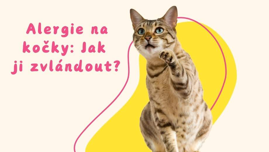 Alergie na kočky: Jak ji rozpoznat a zvládnout