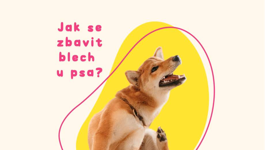 Jak se zbavit blech u psa: Komplexní průvodce